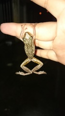 Red Snouted Treefrog photo 5