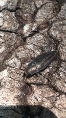 Buprestis lineata