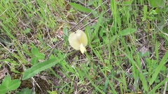 Vicia lutea