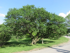 Euonymus hamiltonianus