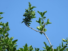 Euonymus hamiltonianus