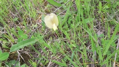 Vicia lutea