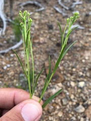 Petradoria pumila
