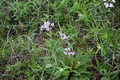 Primula meadia