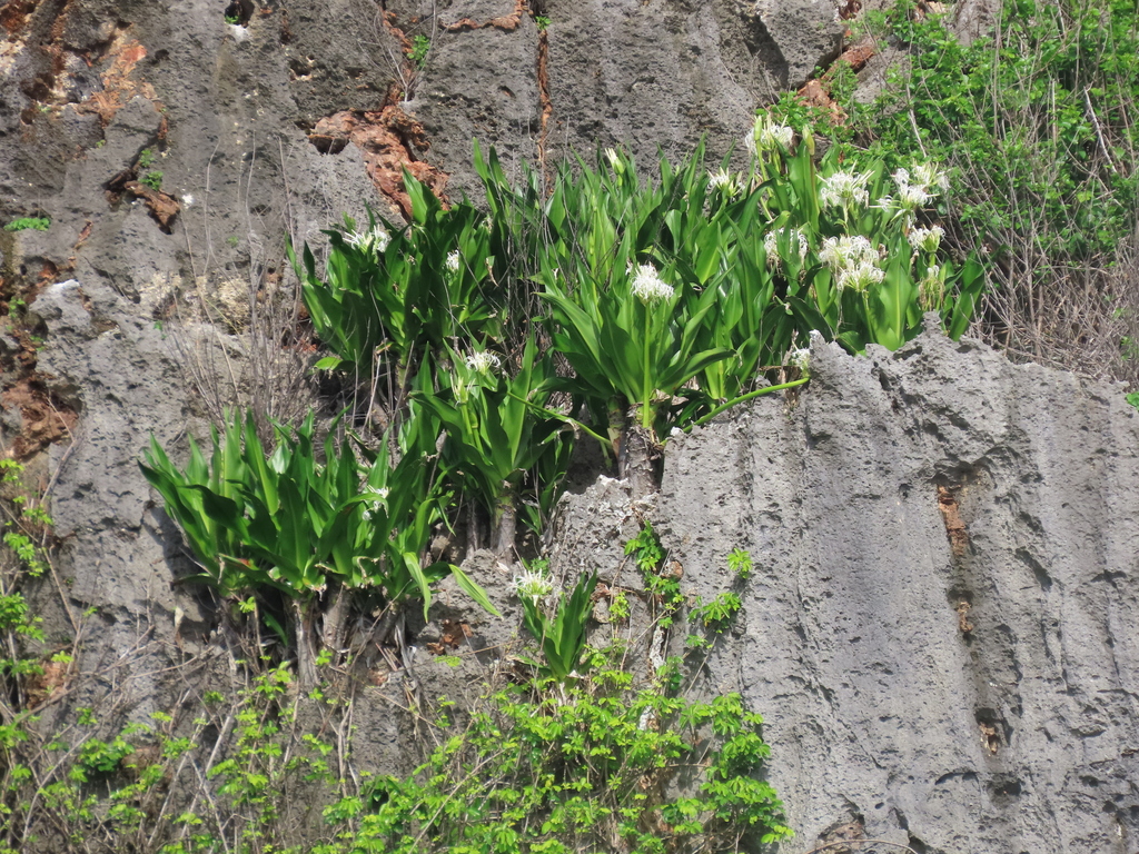 Crinum asiaticum, Christmas Island 6798, Christmas Island