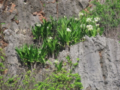 Crinum asiaticum: Herkunft und Verwendung — Foto 3