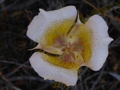 Calochortus plummerae