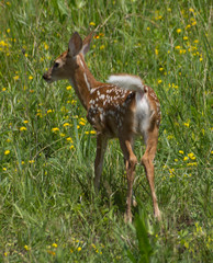 Odocoileus virginianus virginianus