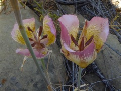Calochortus plummerae