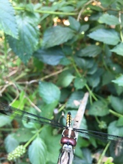 Libellula vibrans