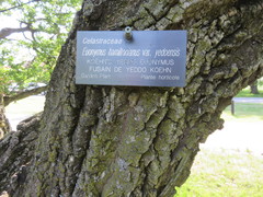 Euonymus hamiltonianus