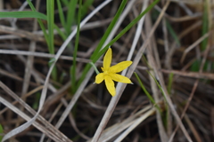 Hypoxis hirsuta