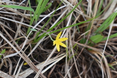 Hypoxis hirsuta