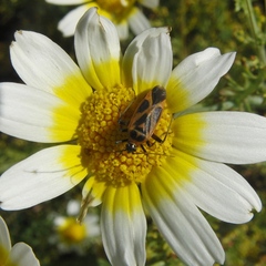 Calocoris nemoralis