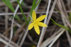 Hypoxis hirsuta