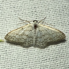 Idaea tacturata