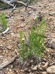 Petradoria pumila