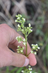 Valeriana edulis