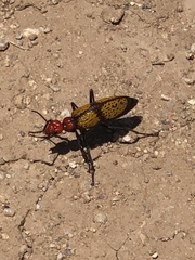 Tegrodera aloga