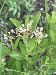 Ceanothus herbaceus