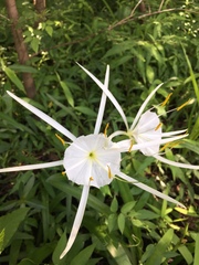 Hymenocallis liriosme