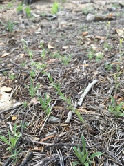 Lappula occidentalis occidentalis