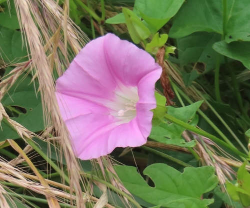 Image of Calystegia hederacea by (c) mami_t_t, some rights reserved (CC BY)