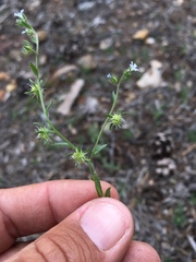 Lappula occidentalis occidentalis