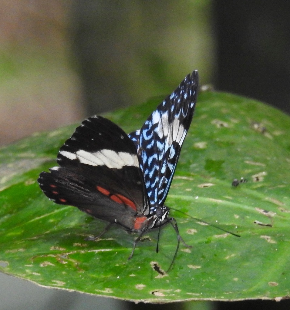 Turquoise Cracker