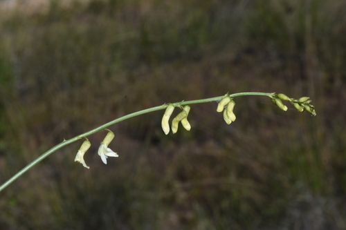 Image of Astragalus filipes by (c) Gabriel Campbell-Martinez, some rights reserved (CC BY)