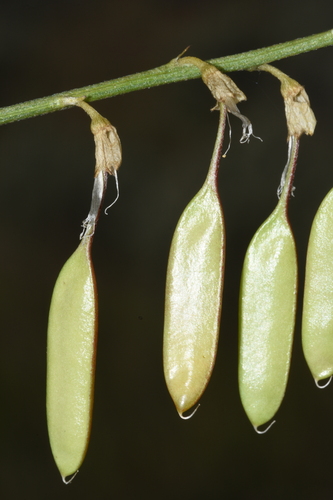 Image of Astragalus filipes by (c) Gabriel Campbell-Martinez, some rights reserved (CC BY)