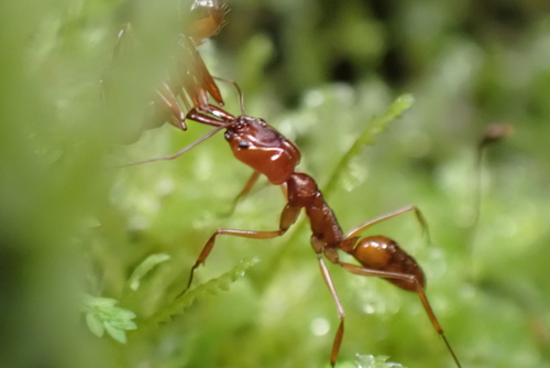 稀斑大齿猛蚁Odontomachus allolabis