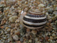 Eobania vermiculata