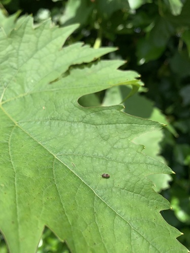 ivy boring beetle, Wageningen, NL, photo 10 of 10