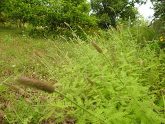 Dalea phleoides
