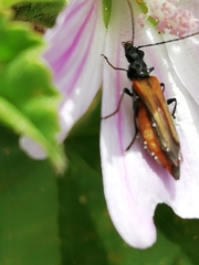 Oedemera simplex
