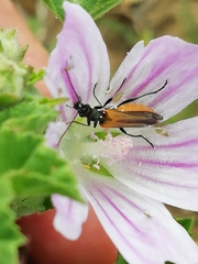 Oedemera simplex