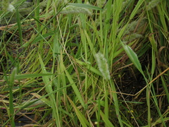 Hyla sarda