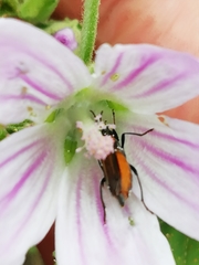 Oedemera simplex