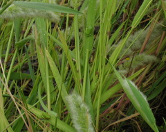 Hyla sarda