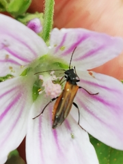Oedemera simplex