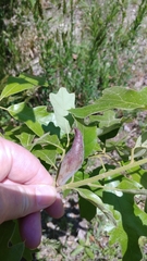 Amphibolips acuminata