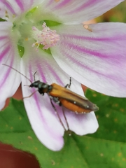 Oedemera simplex