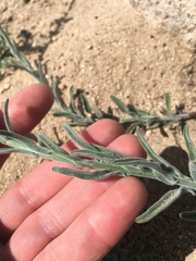 Erigeron breweri