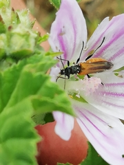 Oedemera simplex