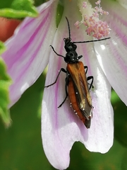 Oedemera simplex