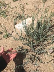 Erigeron breweri