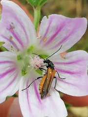 Oedemera simplex