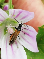 Oedemera simplex