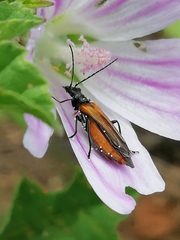 Oedemera simplex